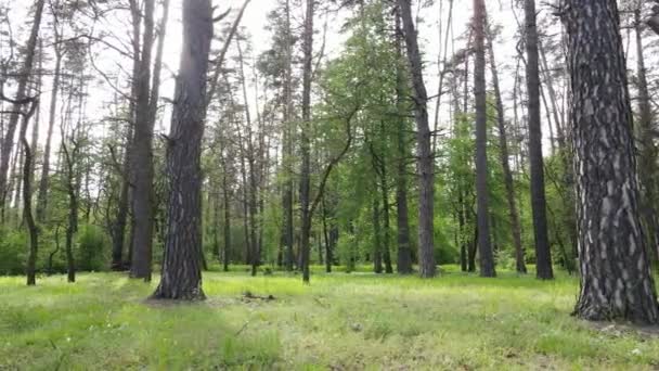 Paesaggio forestale selvaggio in una giornata estiva — Video Stock