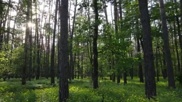 Vilda skogslandskap en sommardag — Stockvideo