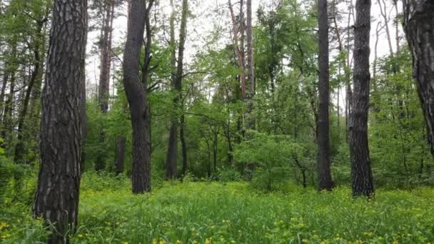 Дикий лісовий пейзаж на літній день — стокове відео