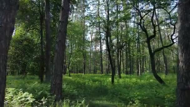Paisaje forestal salvaje en un día de verano — Vídeos de Stock