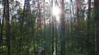 Bir yaz gününde vahşi orman manzarası