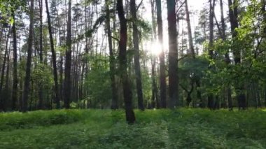 Bir yaz gününde vahşi orman manzarası