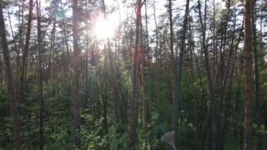 Bir yaz gününde vahşi orman manzarası