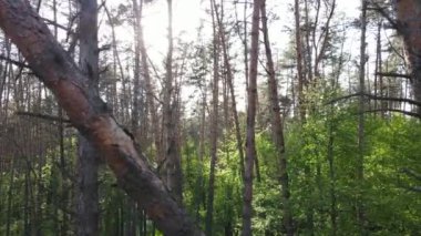 Bir yaz gününde vahşi orman manzarası