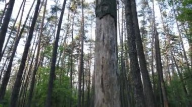 Bir yaz gününde vahşi orman manzarası