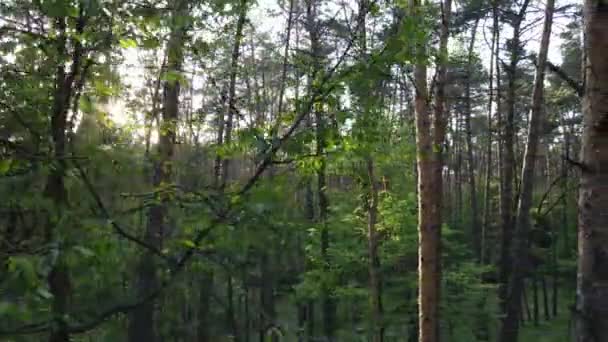 Wild boslandschap op een zomerdag — Stockvideo