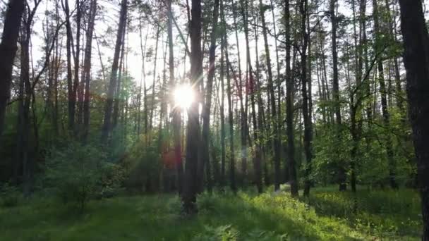 Divoká lesní krajina v letní den — Stock video