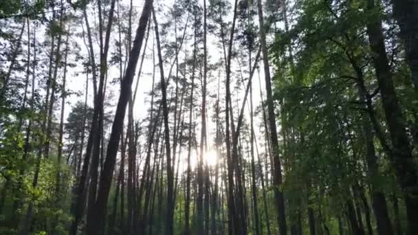 Дикий лісовий пейзаж на літній день — стокове відео