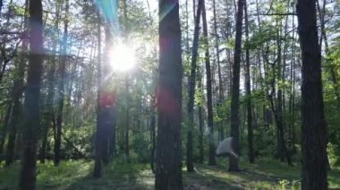 Bir yaz gününde vahşi orman manzarası