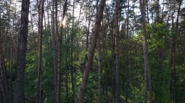 Bir yaz gününde vahşi orman manzarası