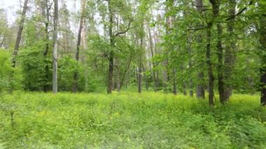 Bir yaz gününde vahşi orman manzarası