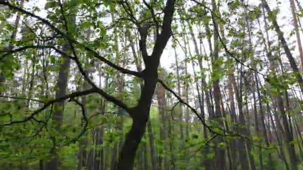 Paisagem florestal selvagem em um dia de verão — Vídeo de Stock