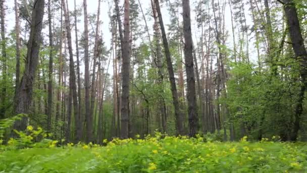 Paysage forestier sauvage un jour d'été — Video