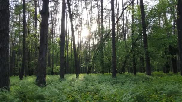 Vadon élő erdei táj egy nyári napon — Stock videók