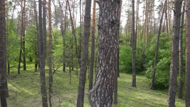 Paesaggio forestale selvaggio in una giornata estiva — Video Stock