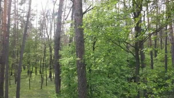 Paysage forestier sauvage un jour d'été — Video