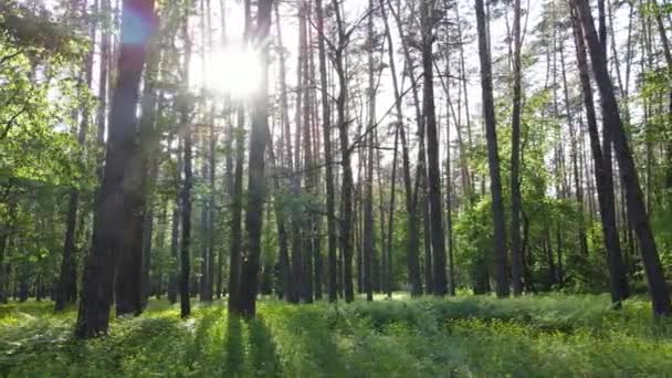 Paysage forestier sauvage un jour d'été — Video