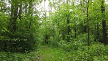 Bir yaz gününde vahşi orman manzarası