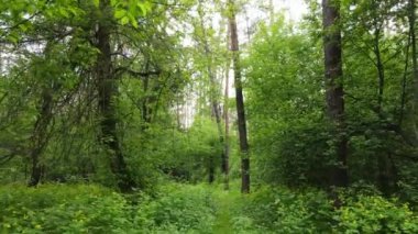 Bir yaz gününde vahşi orman manzarası