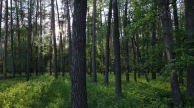 Bir yaz gününde vahşi orman manzarası