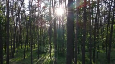 Bir yaz gününde vahşi orman manzarası