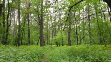 Bir yaz gününde vahşi orman manzarası