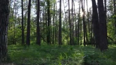 Bir yaz gününde vahşi orman manzarası