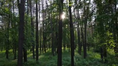 Bir yaz gününde vahşi orman manzarası