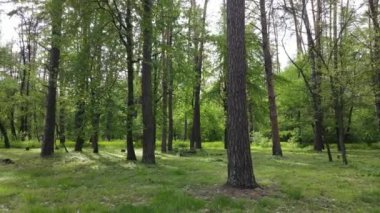 Bir yaz gününde vahşi orman manzarası