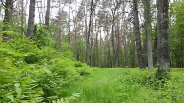 Dziki krajobraz leśny w letni dzień — Wideo stockowe