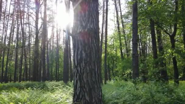 Дикий лесной пейзаж в летний день — стоковое видео