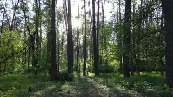 Paesaggio forestale selvaggio in una giornata estiva — Video Stock