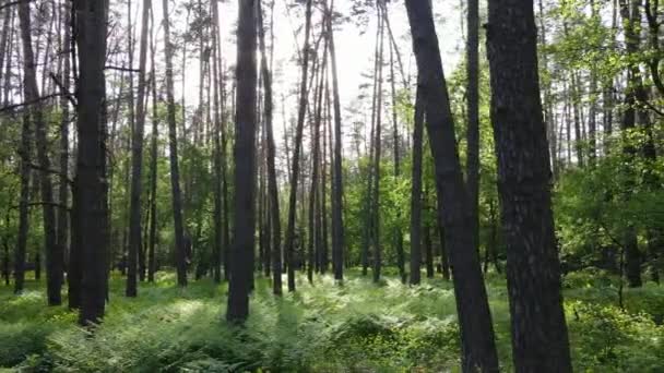 Дикий лісовий пейзаж на літній день — стокове відео