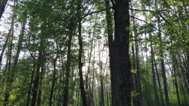 Paesaggio forestale selvaggio in una giornata estiva — Video Stock