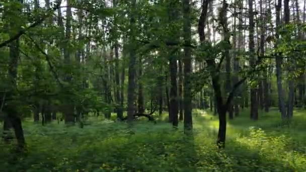 Wild forest landscape on a summer day — Stock Video