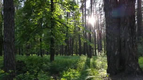 Bir yaz gününde vahşi orman manzarası — Stok video