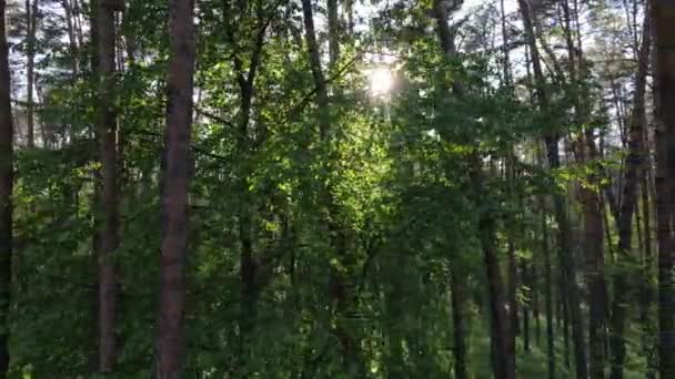 Paisaje forestal salvaje en un día de verano — Vídeos de Stock