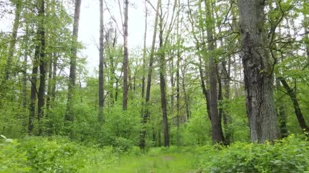 Wild forest landscape on a summer day — Stock Video