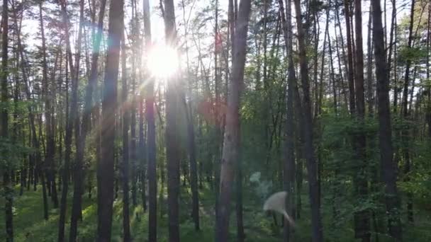 Wilde Waldlandschaft an einem Sommertag — Stockvideo