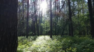 Bir yaz gününde vahşi orman manzarası