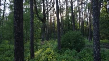 Bir yaz gününde vahşi orman manzarası