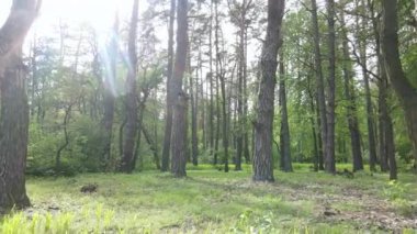 Bir yaz gününde vahşi orman manzarası