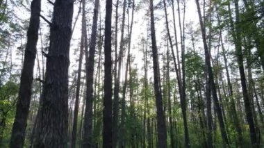 Bir yaz gününde vahşi orman manzarası