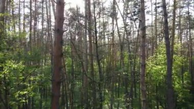 Bir yaz gününde vahşi orman manzarası