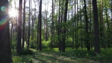 Bir yaz gününde vahşi orman manzarası