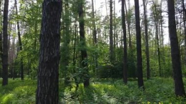 Bir yaz gününde vahşi orman manzarası