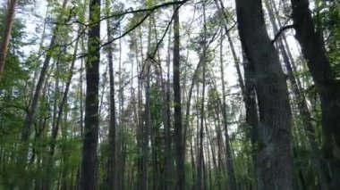 Bir yaz gününde vahşi orman manzarası