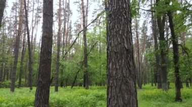 Bir yaz gününde vahşi orman manzarası