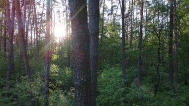 Bir yaz gününde vahşi orman manzarası