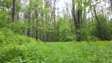 Bir yaz gününde vahşi orman manzarası